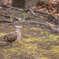 鳩