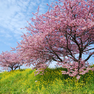 河津桜と菜の花