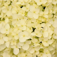 紫陽花
