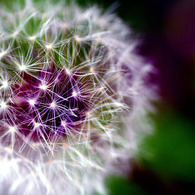 幻想-gensou-