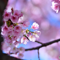 光透ける花びら