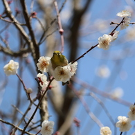 梅・開花！ ～ 春は近い ～ 27