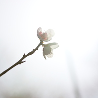 春の太陽に照らされて ～ 春は近い ～ 34