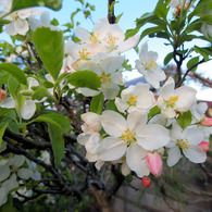 庭の花