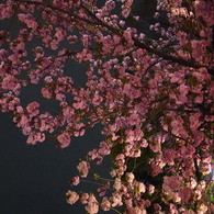 Last Cherry #5