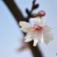 弥生花ー43