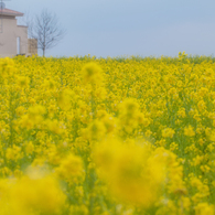 ソレイユの丘の菜の花