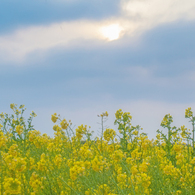 菜の花畑に入日
