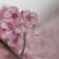 彼岸桜