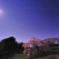 滝桜　月　星　花