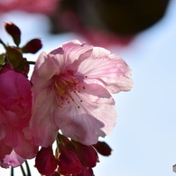 弥生花ー61