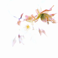 春は曙3