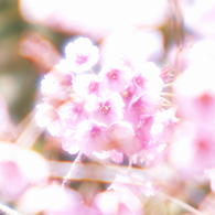 春は曙6