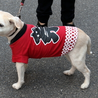 今日は、祭りだワン！　16.03.27