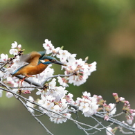 お花見カワセミ、ついに桜踊り！