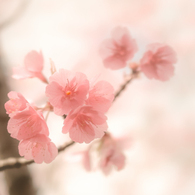あなたのココロも…花ひらく…かな、、♡