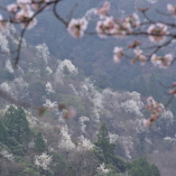 広島_御調八幡宮借景4