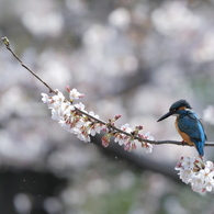 2016 桜カワセミ終焉