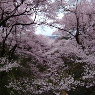 桜雲橋を望む