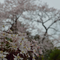 大学通り3