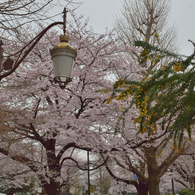 大学通り4