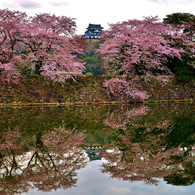 国宝彦根城桜花　4500枚目