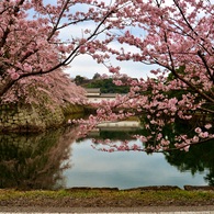 桜は見頃お城は見所