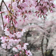 足立区花畑公園の桜2