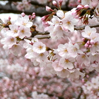 足立区花畑公園の桜3