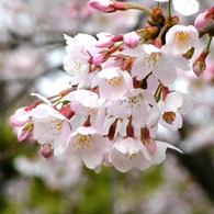 足立区花畑公園の桜4