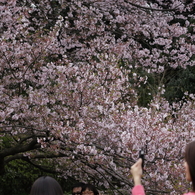 桜見る人々－２
