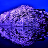 幻影桜