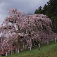三春滝桜