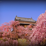 Spring in full bloom...﻿
