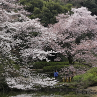 桜見る人々－３