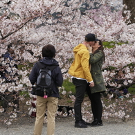 桜見る人々－４