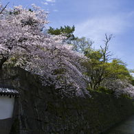和歌山城の桜 #7