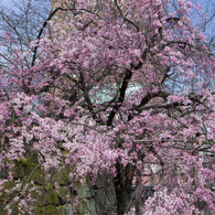 和歌山城の桜 #2