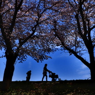 満開の桜樹往来-3(2016桜花-12)