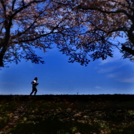 満開の桜樹往来-4(2016桜花-13)