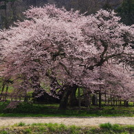 石部桜