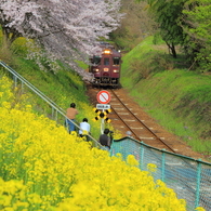 2016花のわたらせ渓谷鐵道⑦