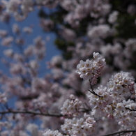 桜・さくら・サクラ-2