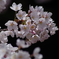 桜・さくら・サクラ-3