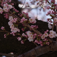 桜・さくら・サクラ-4
