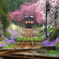 2016花のわたらせ渓谷鐵道⑩