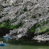 spring for tokyoites