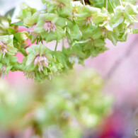 桜の通り抜け　桜