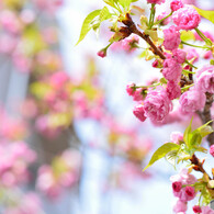 桜の通り抜け　桜