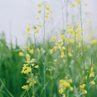 菜の花